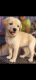 Labrador Retriever Puppies for sale in Madhupur, Jharkhand 815353, India. price: NA