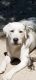 Labrador Retriever Puppies for sale in Camden, SC 29020, USA. price: $2,000