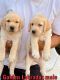 Labrador Retriever Puppies for sale in Dehradun Rd, Subhash Nagar, Dehradun, Uttarakhand, India. price: 9000 INR