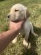 Labrador Retriever Puppies for sale in Auburn, AL, USA. price: $700