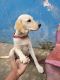 Labrador Retriever Puppies for sale in Laheriya Ganj, Madhubani, Bihar, India. price: 15000 INR