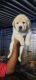 Labrador Retriever Puppies for sale in Mumbai, Maharashtra, India. price: 30000 INR