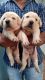 Labrador Retriever Puppies for sale in Velachery, Chennai, Tamil Nadu, India. price: 11 INR