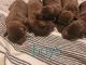 Labrador Retriever Puppies for sale in Myrtle Point, OR 97458, USA. price: $1,000
