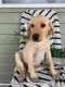 Labrador Retriever Puppies for sale in Marshfield, MO 65706, USA. price: $100
