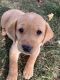 Labrador Retriever Puppies for sale in West St Paul, MN 55118, USA. price: NA
