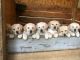 Labrador Retriever Puppies for sale in West Edmeston, NY 13485, USA. price: $1,000