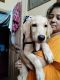 Labrador Retriever Puppies for sale in Kolkata, West Bengal, India. price: 8000 INR