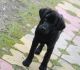Labrador Retriever Puppies for sale in Sector 55, Chandigarh, 160055, India. price: NA