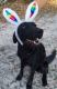 Labrador Retriever Puppies for sale in Florahome, FL 32140, USA. price: NA