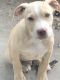 Labrador Retriever Puppies for sale in Cape Girardeau, MO, USA. price: $250