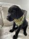 Labrador Retriever Puppies for sale in Montebello, CA, USA. price: $375