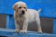 Labrador Retriever Puppies for sale in RT Nagar, Bengaluru, Karnataka 560032, India. price: 7000 INR