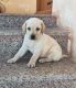 Labrador Retriever Puppies for sale in Doddanagamangala Rd, Rayasandra, Bengaluru, Karnataka, India. price: 17500 INR