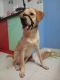 Labrador Retriever Puppies for sale in Anandapura Cir, Anandapura, Battarahalli, Bengaluru, Karnataka 560036, India. price: NA
