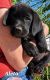 Labrador Retriever Puppies for sale in 16706 N 114th Dr, Surprise, AZ 85378, USA. price: $1,600