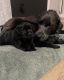 Labrador Retriever Puppies for sale in West Des Moines, IA, USA. price: NA