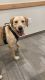 Labrador Retriever Puppies for sale in Methuen, MA 01844, USA. price: $2,000