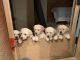 Labrador Retriever Puppies for sale in San Marcos, CA, USA. price: NA