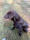 Labrador Retriever Puppies for sale in Omak, WA, USA. price: $200