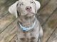 Labrador Retriever Puppies for sale in Salem, NH 03079, USA. price: $2,200