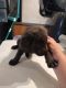 Labrador Retriever Puppies for sale in Zephyrhills, FL, USA. price: $600