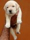 Labrador Retriever Puppies for sale in Alpha I, Greater Noida, Uttar Pradesh, India. price: 25000 INR
