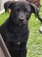 Labrador Retriever Puppies for sale in Escondido, CA, USA. price: $10,000