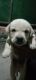 Labrador Retriever Puppies for sale in New Delhi, Delhi, India. price: 7000 INR