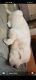 Labrador Retriever Puppies for sale in Panipat, Haryana, India. price: 15000 INR