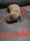Labrador Retriever Puppies for sale in Plainwell, MI 49080, USA. price: NA