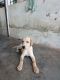 Labrador Retriever Puppies for sale in Mamra, Durgapur, West Bengal, India. price: 10000 INR