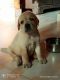 Labrador Retriever Puppies for sale in Vasai-Virar, Maharashtra, India. price: 10000 INR