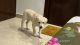 Labrador Retriever Puppies for sale in Sector 22 Dwarka, Dwarka, Delhi, 110077, India. price: NA