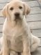 Labrador Retriever Puppies for sale in Dillsboro, IN 47018, USA. price: NA
