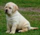 Labrador Retriever Puppies for sale in Lalbagh, Lucknow, Uttar Pradesh 226001, India. price: 5000 INR
