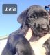 Labrador Retriever Puppies for sale in Marsing, ID 83639, USA. price: $275