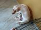 Labrador Retriever Puppies for sale in Kattupakkam, Chennai, Tamil Nadu, India. price: 12000 INR