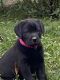 Labrador Retriever Puppies for sale in Mt Sterling, KY 40353, USA. price: NA
