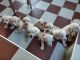 Labrador Retriever Puppies for sale in Minjur New Town Rd, Attipattu, Minjur, Tamil Nadu 601203, India. price: 8000 INR