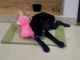Labrador Retriever Puppies for sale in Udaipur, Rajasthan, India. price: 5000 INR