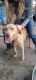 Labrador Retriever Puppies for sale in Harrodsburg, KY 40330, USA. price: $800
