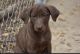 Labrador Retriever Puppies for sale in Lindsborg, KS 67456, USA. price: $400