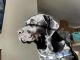 Labrador Retriever Puppies for sale in Vader, WA, USA. price: $1,000