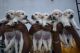 Labrador Retriever Puppies for sale in Laxmi Nagar, Saiful, Rohini Nagar, Janki Nagar, Solapur, Maharashtra 413008, India. price: 10000 INR
