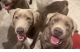 Labrador Retriever Puppies for sale in Burgaw, NC 28425, USA. price: $1,200