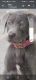Labrador Retriever Puppies for sale in 20003 Penrice Dr, Katy, TX 77450, USA. price: $700