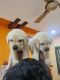 Labrador Retriever Puppies for sale in Mohol, Maharashtra, India. price: 20000 INR