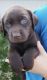Labrador Retriever Puppies for sale in Post Falls, ID 83854, USA. price: $1,000