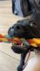 Labrador Retriever Puppies for sale in St. Augustine, FL, USA. price: $1,200